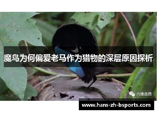 魔鸟为何偏爱老马作为猎物的深层原因探析 魔鸟为何偏爱老马作为猎物的深层原因探析